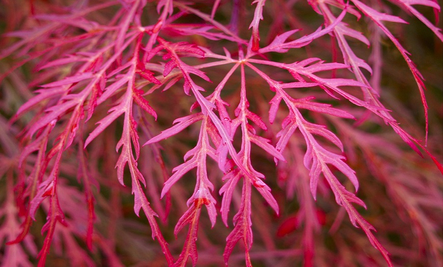 Image 2: Weeping Acer Japanese Maple Tree