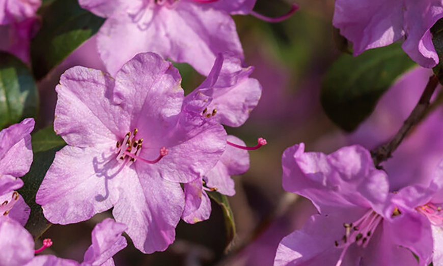 Image 2: 3x rhododendrons