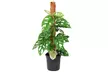 1 ou 2 plantes Monstera Monkey - Image 3