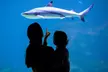 Dans un monde sous-marin spectaculaire : 1 entrée enfant ou adulte pour l'aquarium Nausicaá - Image 2