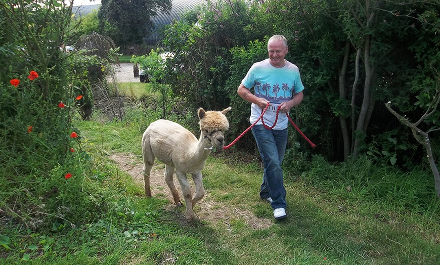 Image 5: Alpaca Walk, Charnwood Forest