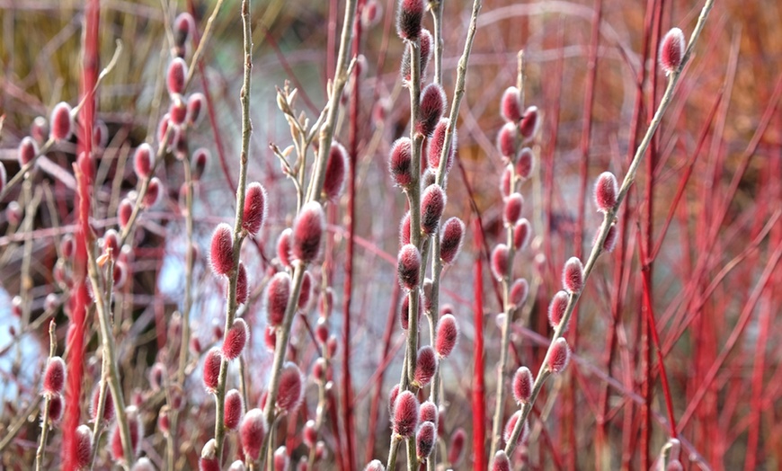 Image 2: Japanese Maple  Architectural Plant for Japanese Garden