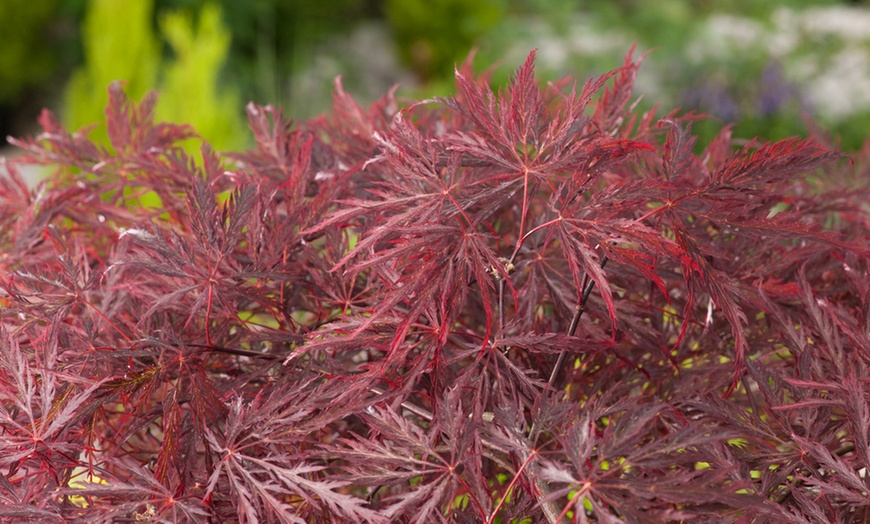 Image 3: Twee Japanse esdoorns van het type Iniba Shidare