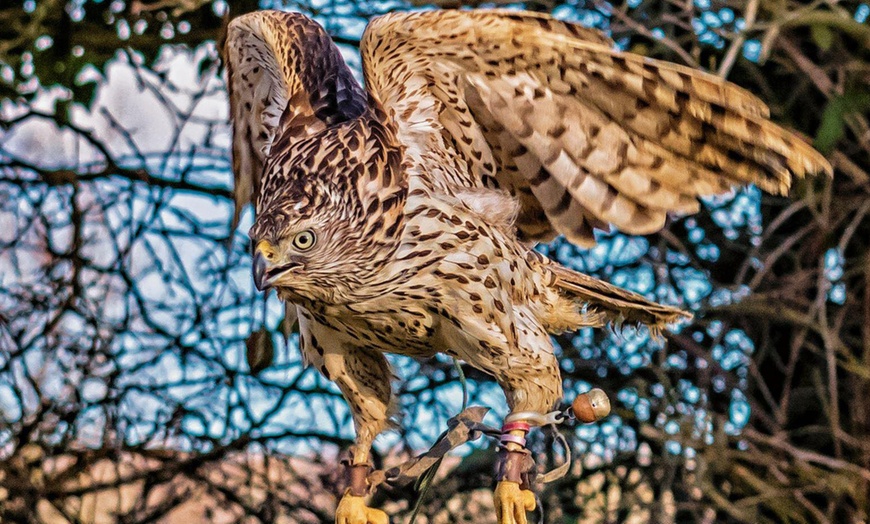 Image 3: Group Bird of Prey Handling