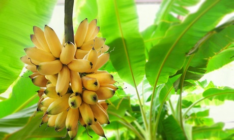 1 o 2 alberi di banano Tropicana da interno