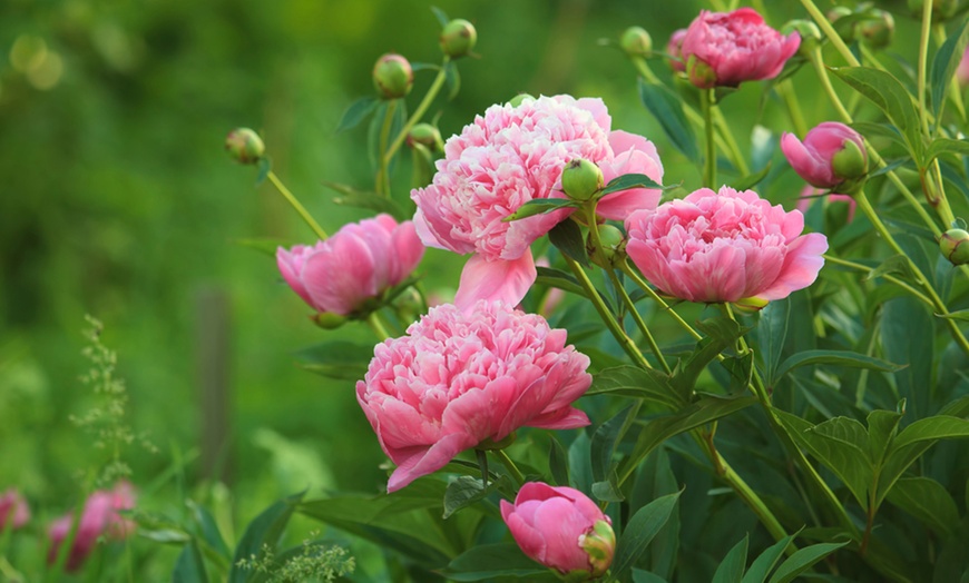 Image 10: Peony Collection Bare Root