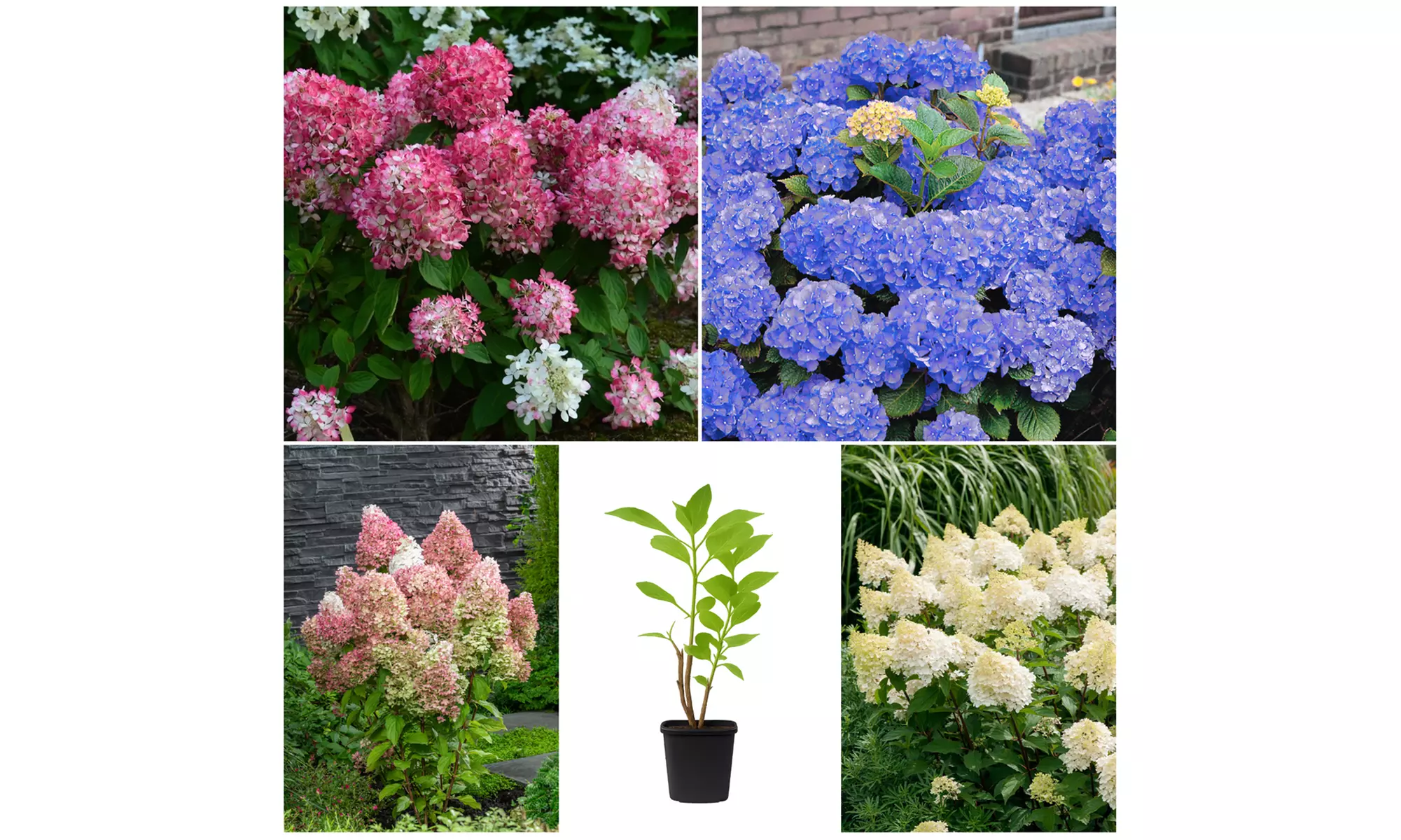 Set van 4 of 8 XXL hortensia planten