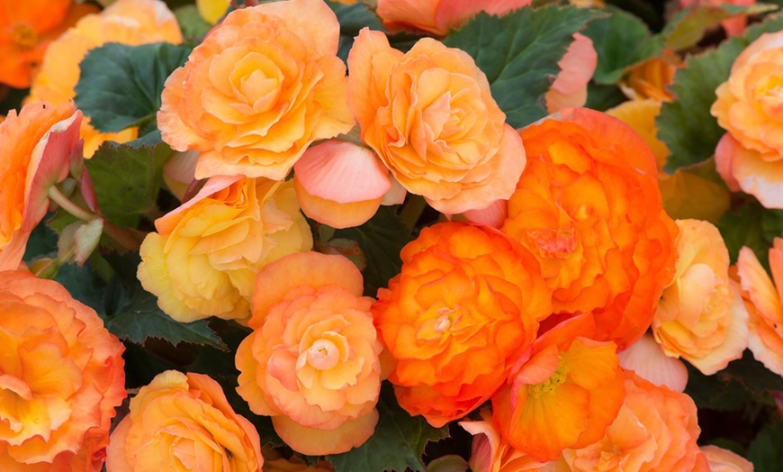 Image 7: 5, 10 or 20 Begonia Apricot Shades Improved F1 Hybrid Bulbs