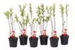 3x oder 6x Zierweide (Salix integra) „Flamingo“ - Second Medium