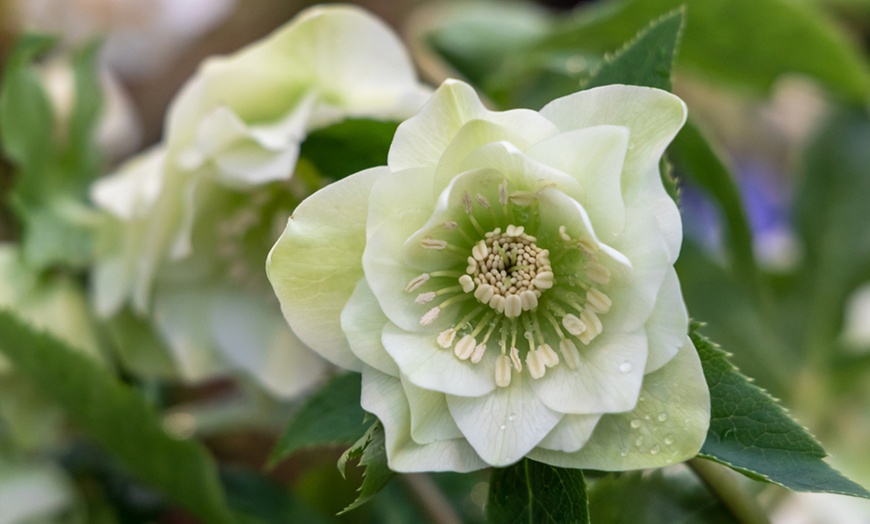 Image 3: Set van 3 'Helleborus Orientalis' planten