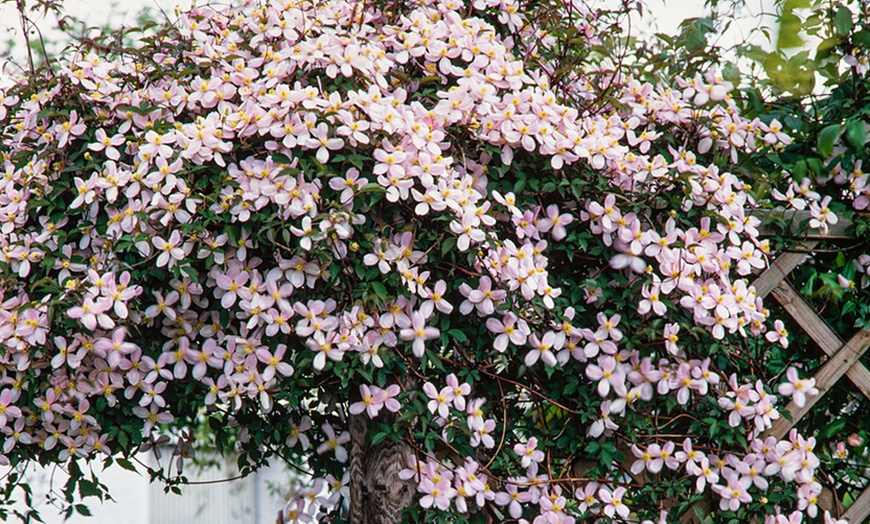 Image 1: Lot de 3 Clematis au choix