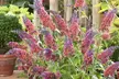 Buddleia Flower Power: One, Two or Three Plants - Image 2
