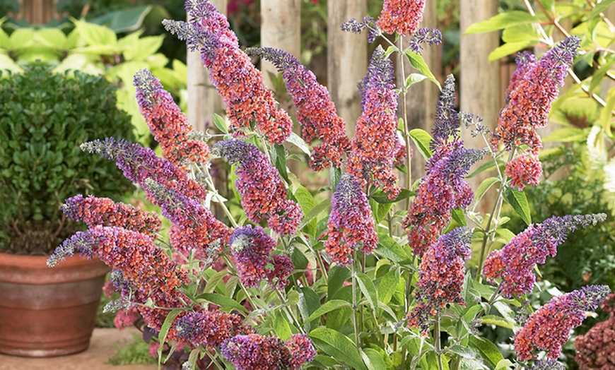 Image 2: Buddleia Flower Power Plant