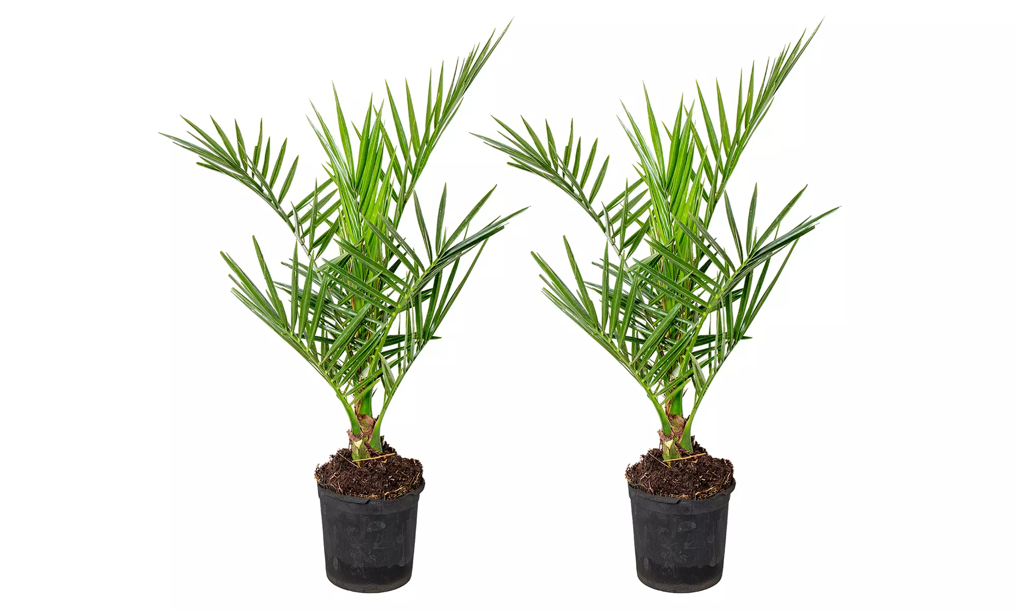 1 o 2 piante di Phoenix Canariensis