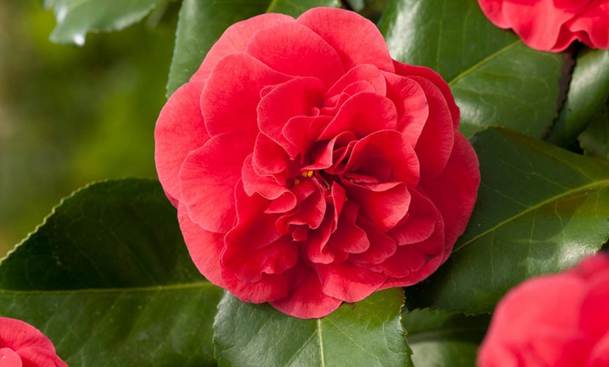 Image 2: Set van 3 of 6 Japanse rozen 'Camellia' van OH2