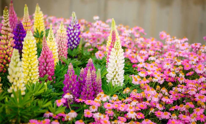 Image 2: 3, 6 or 12 Lupin Russell Hybrids Plants