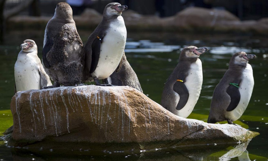 Image 7: Tageskarte für den Zoo Krefeld