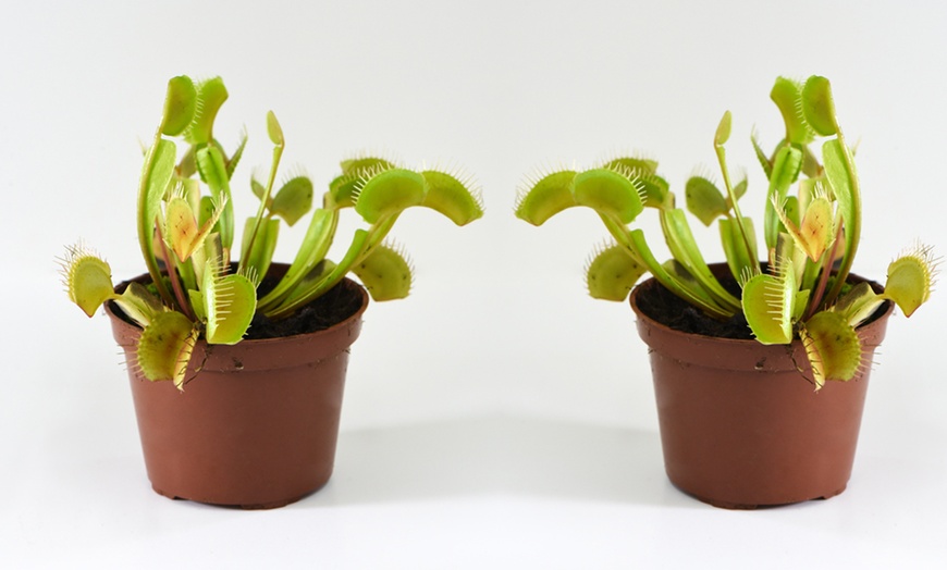 Image 8: Carnivorous House Plants