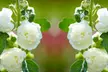 Hollyhock ‘Chater's Doubles’ – 3 or 6 Plants - Image 4