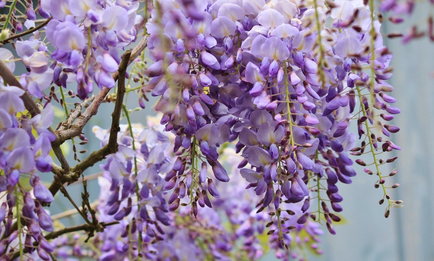 Image 3: Lot de 3 ou 6 plantes grimpantes de "Glycine"