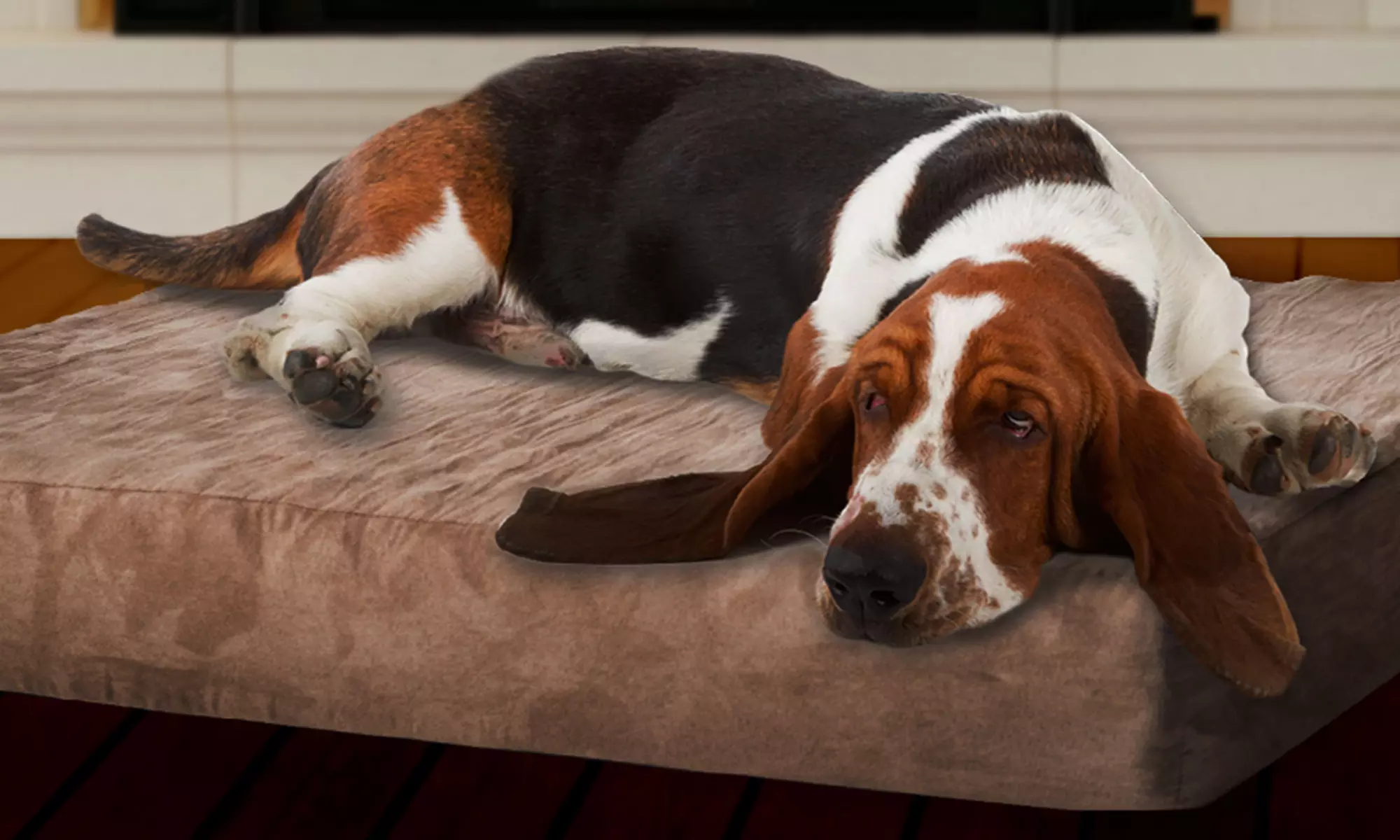 PAW Memory-Foam Dog Bed with Removable Cover - Primary Image