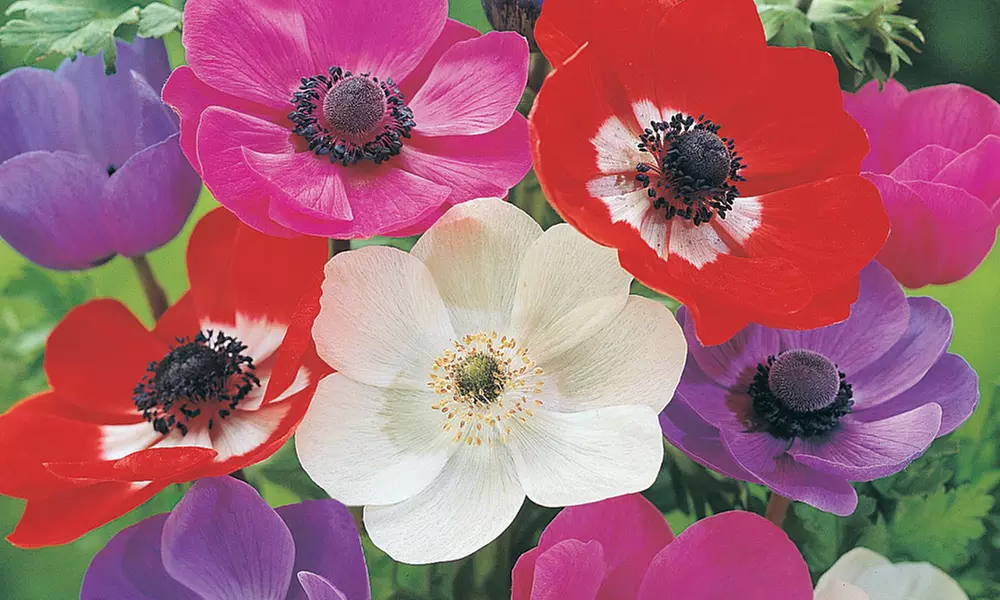 100 200 or 300 Summer Flowering Bulb Collection