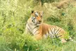 Encounter Majestic Big Cats Up Close at National Tiger Sanctuary: Educational Tours & Animal Feedings - Image 7