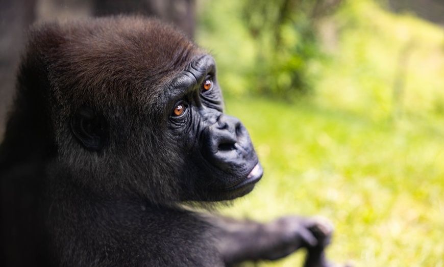 Image 4: Up to 26% Off All-Day Admission to Zoo Knoxville