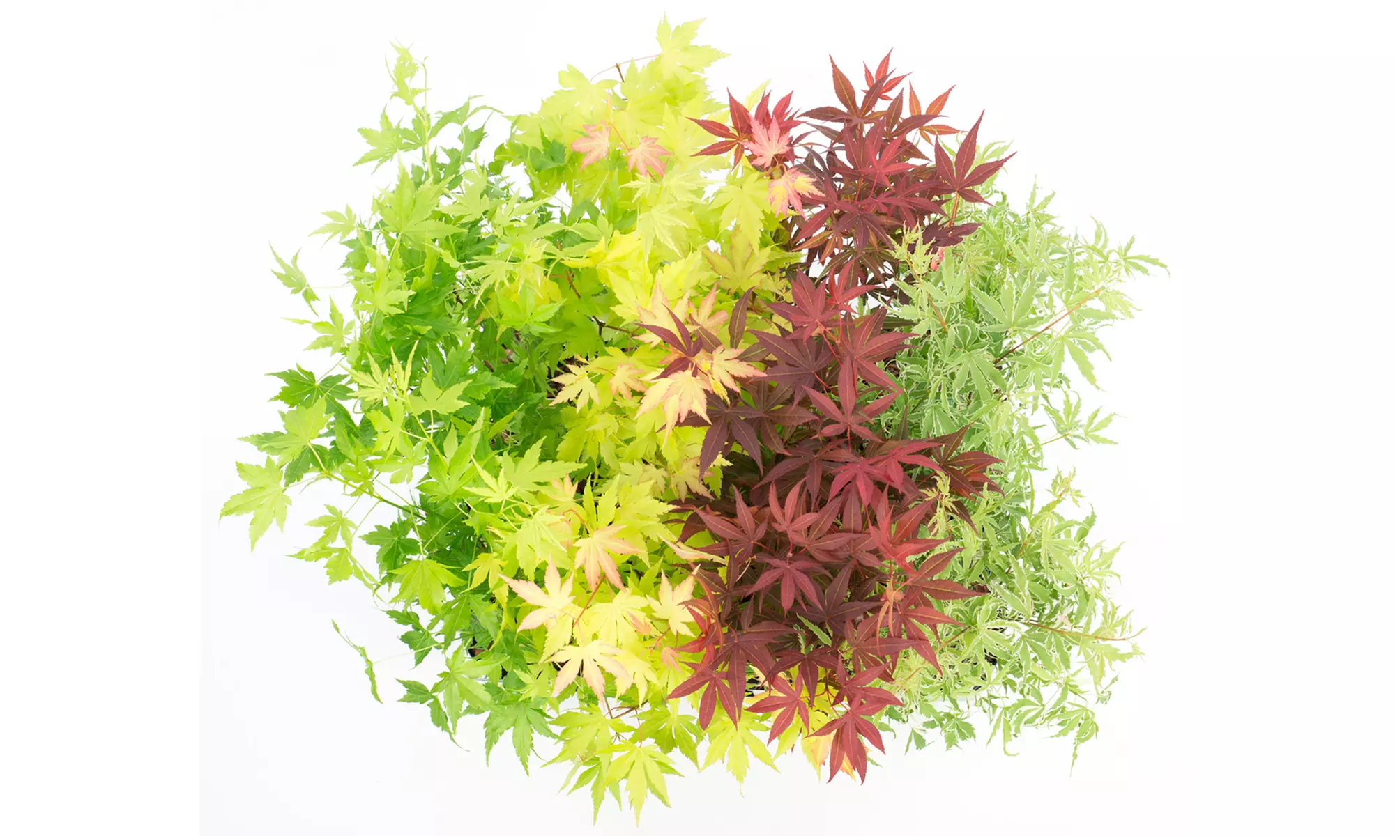 Set de 4 arces japoneses de distintas variedades y colores