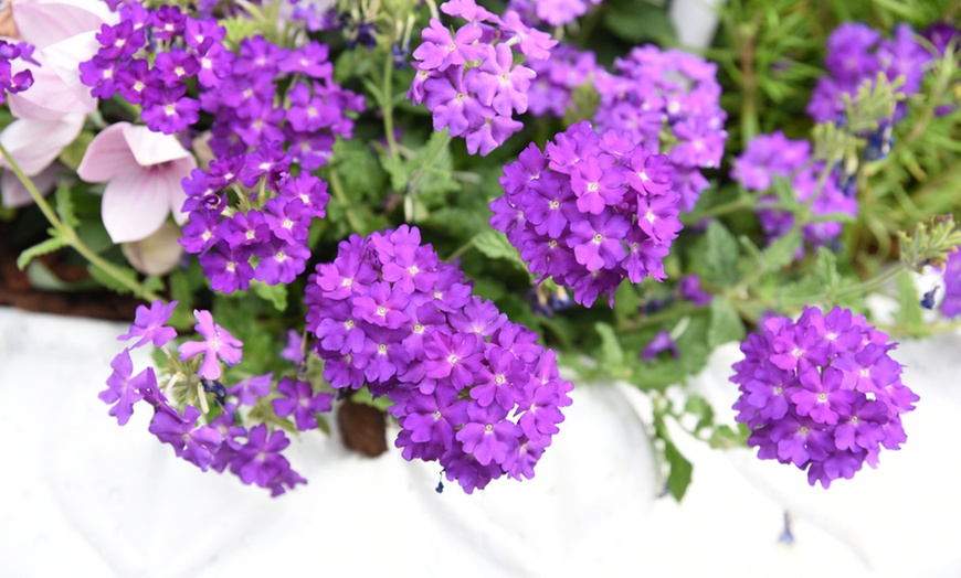 Image 4: Garden-Ready Verbena Plants