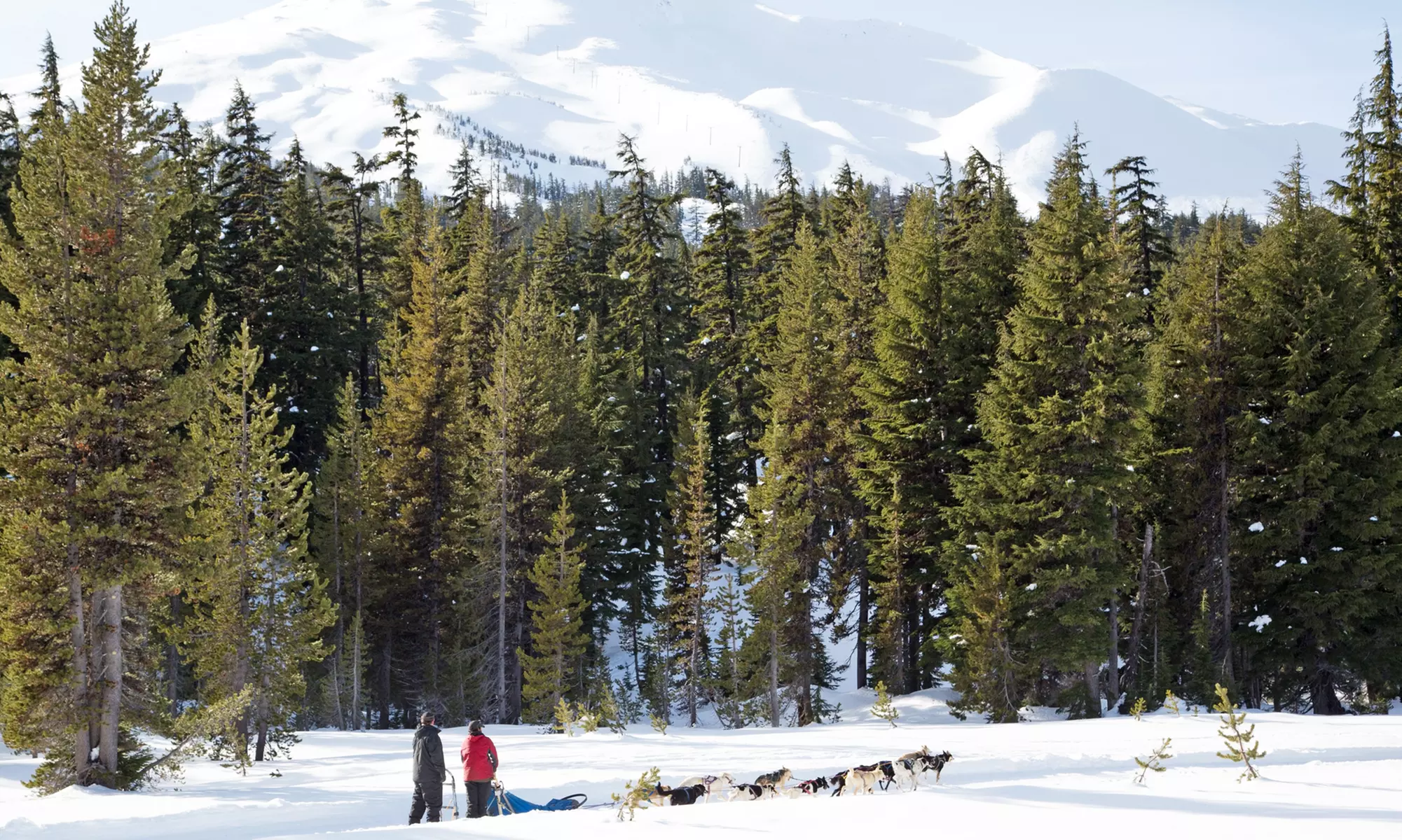 1-Hour Dogsled Trip for One, Two or Four, or 26-Mile Dogsled Trip from Oregon Trail of Dreams (Up to 31% Off)  - Second Medium