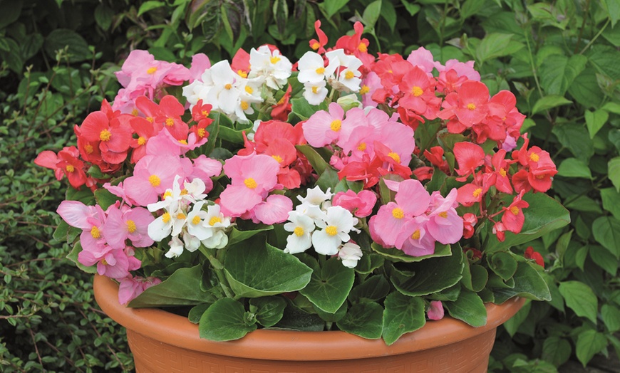 Image 3: Pack of 15 or 30 Begonia Garden Ready Plants