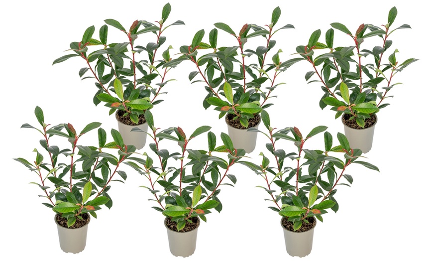 Image 7: 3 ou 6 plants de photinia fraseri "Red Robin"