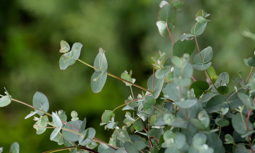 Image 6: 2, 4 ou 6 eucalyptus Gunnii 'Baby Blue' 