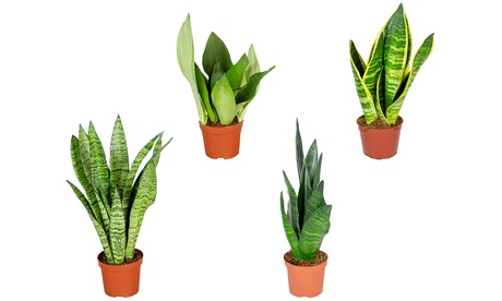 Set di 2 o 4 piante di Sansevieria, disponibili in 4 tipologie