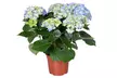 1 ou 3 plants d'hortensias macrophylla rustiques 30-40 cm, couleur au choix - Image 2