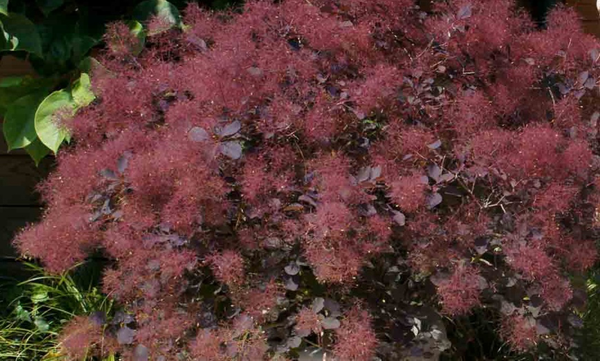 Image 1: Cotinus Dusky Maiden Bush