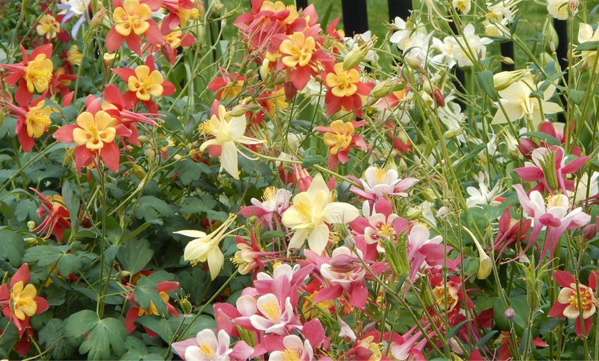 Image 5: 6, 9 or 18 Aquilegia Mixed Colours Plants