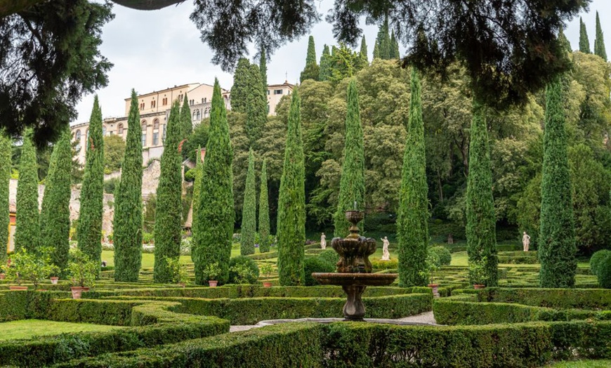 Image 8: Italian Cypress Hardy Tree Potted Plants