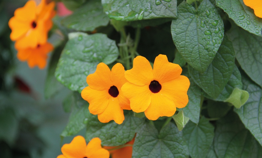 Image 2: Thunbergia alata SunEyes Collection Jumbo Plug Plants