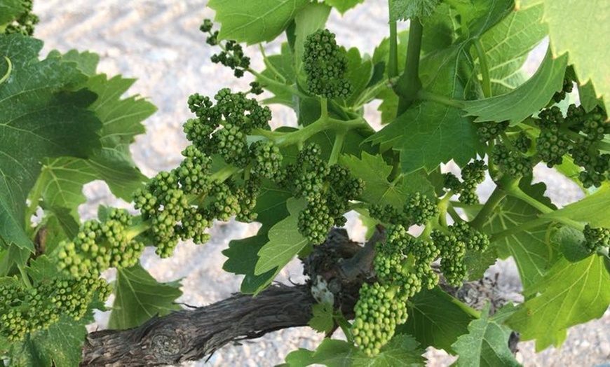 Image 4: Visita a bodega con cata de vino