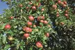 Patio Fruit Trees - Apple, Cherry, Pear, or Plum - Potted Plants - Second Medium