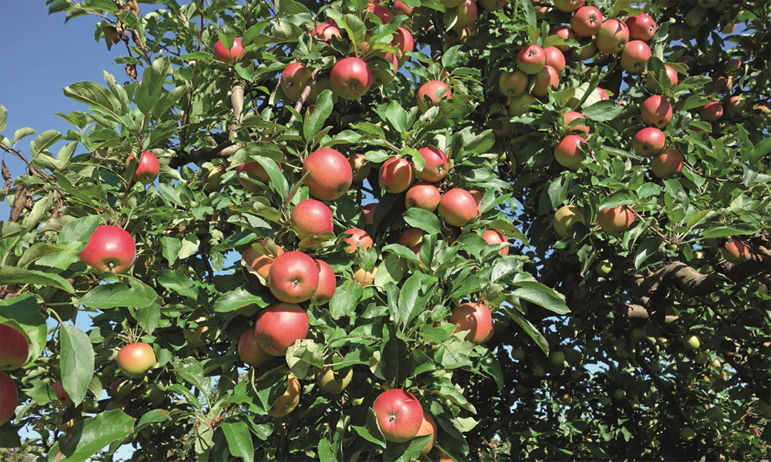 Patio Fruit Trees - Apple, Cherry, Pear, or Plum - Potted Plants