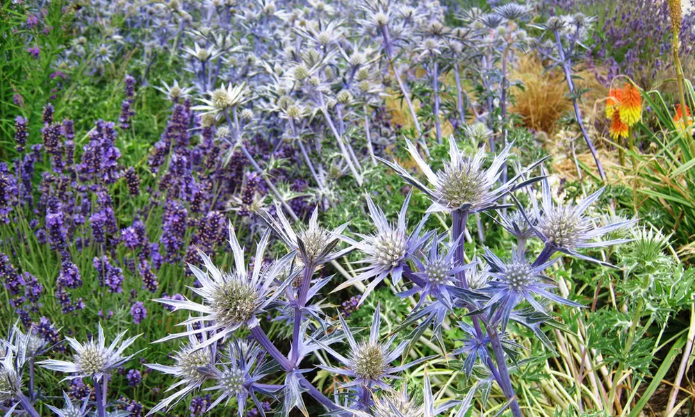 Lucky Dip Cottage Garden Perennial Plants - up to 36 Potted Plants