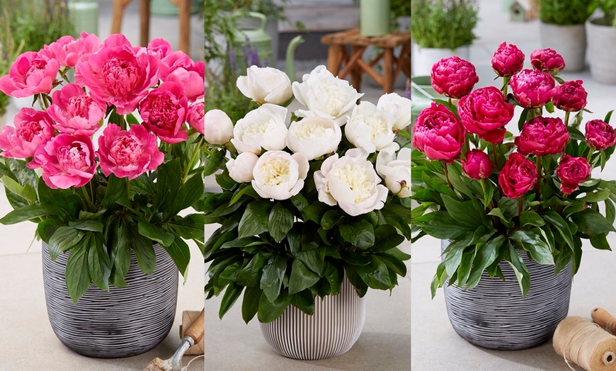 Image 1: Peony Patio Trio - Three or Six Bare Root Plants