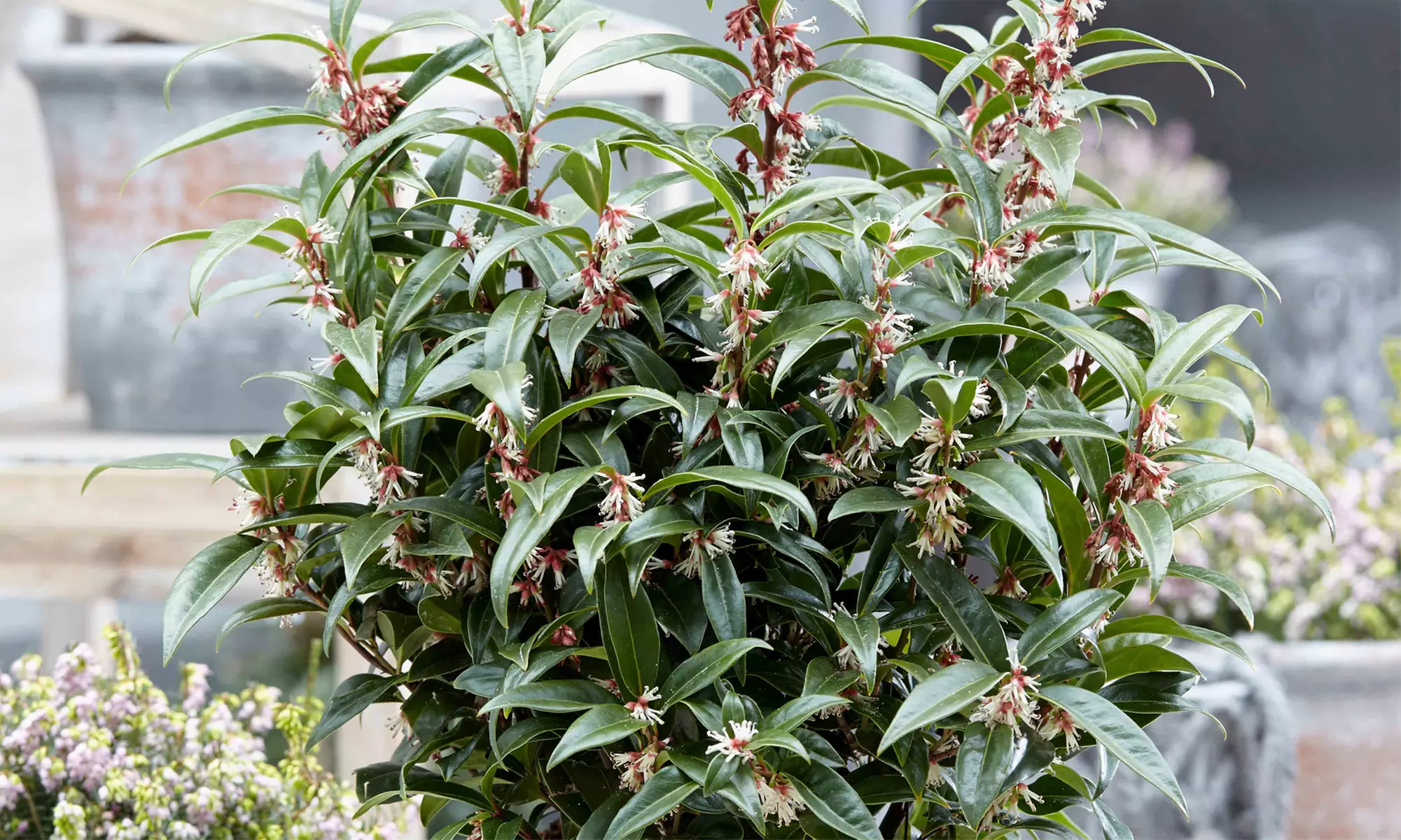 Sarcococca Winter Gem - 1 or 3 Potted Plants - Primary Image