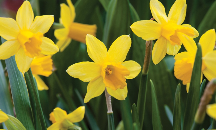 Image 8: 60 or 120 Narcissus Daffodil Dwarf Collection Bulbs