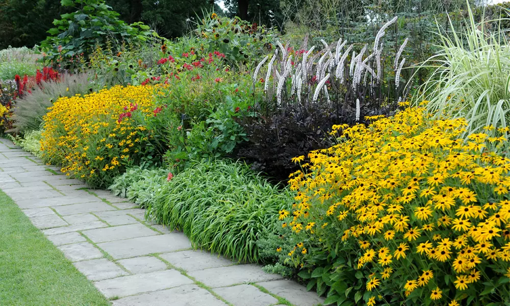 Lucky Dip Cottage Garden Perennial Plants - up to 36 Potted Plants