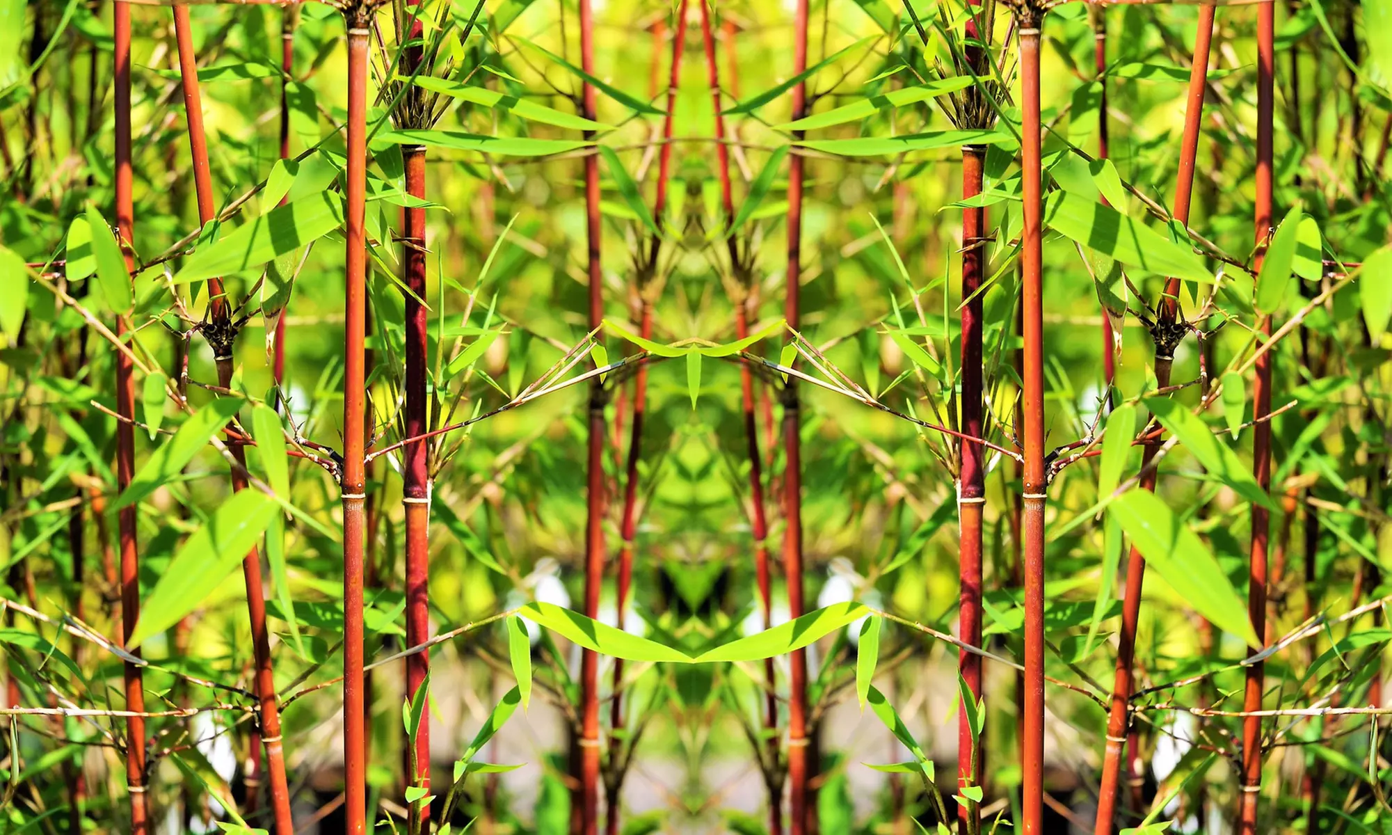 Lot de 2, 3, 4 ou 6 bambous non invasifs