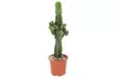 1 ou 2 cactus Euphorbia Cowboy, 60 à 70 cm à la livraison - Second Medium